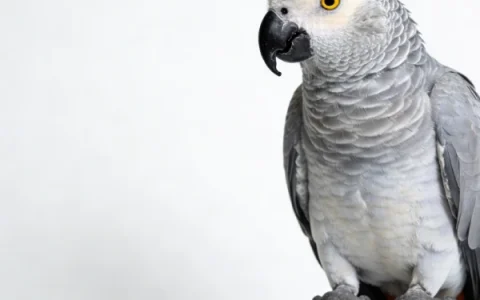 Baby Congo African Grey Care: Feeding, Socialization, and Training