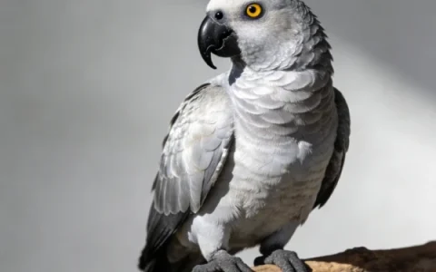 Are Congo African Grey Parrots Hard to Care For?